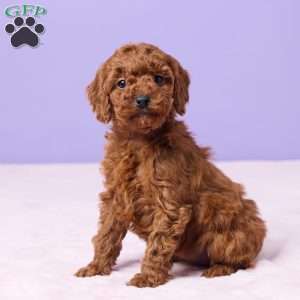 Myla, Miniature Poodle Puppy